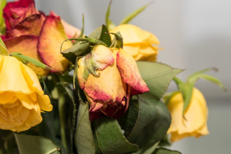 how long do flowers last