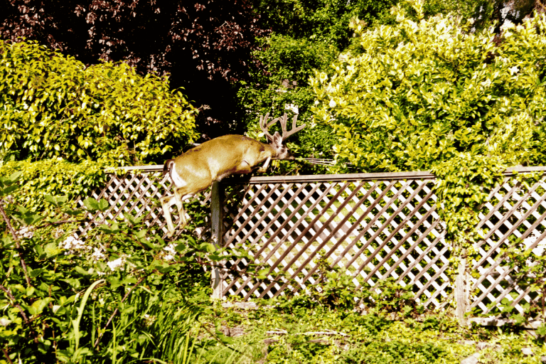 How to protect a garden from animals